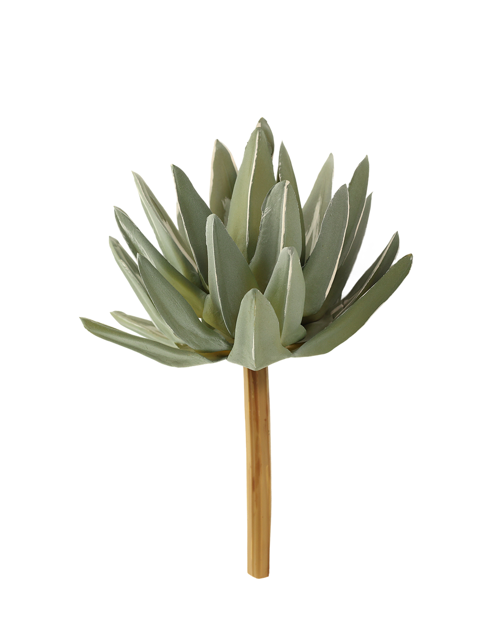 Haworthia | Available in 4 Colors