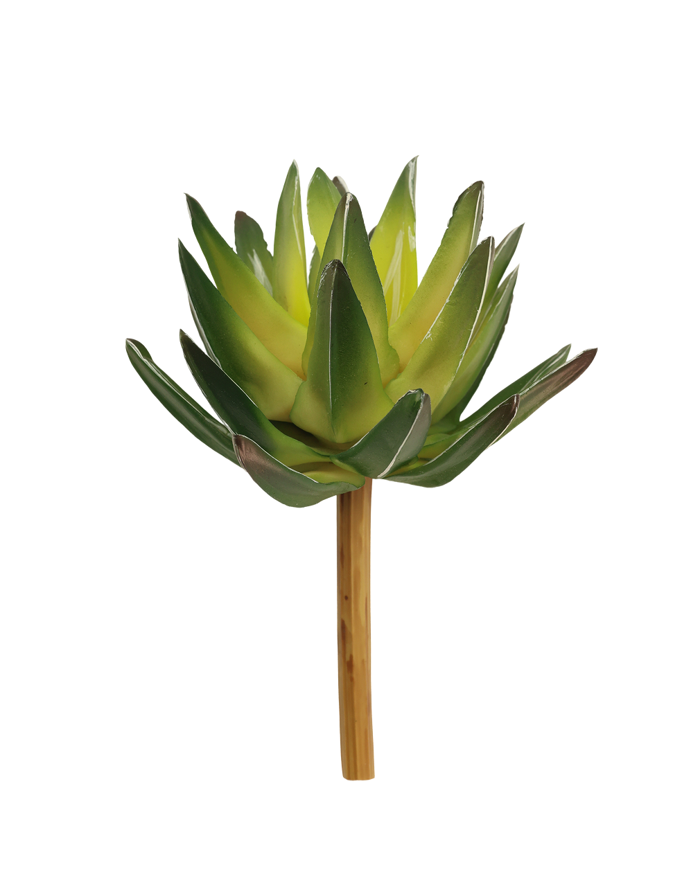 Forest Green Haworthia