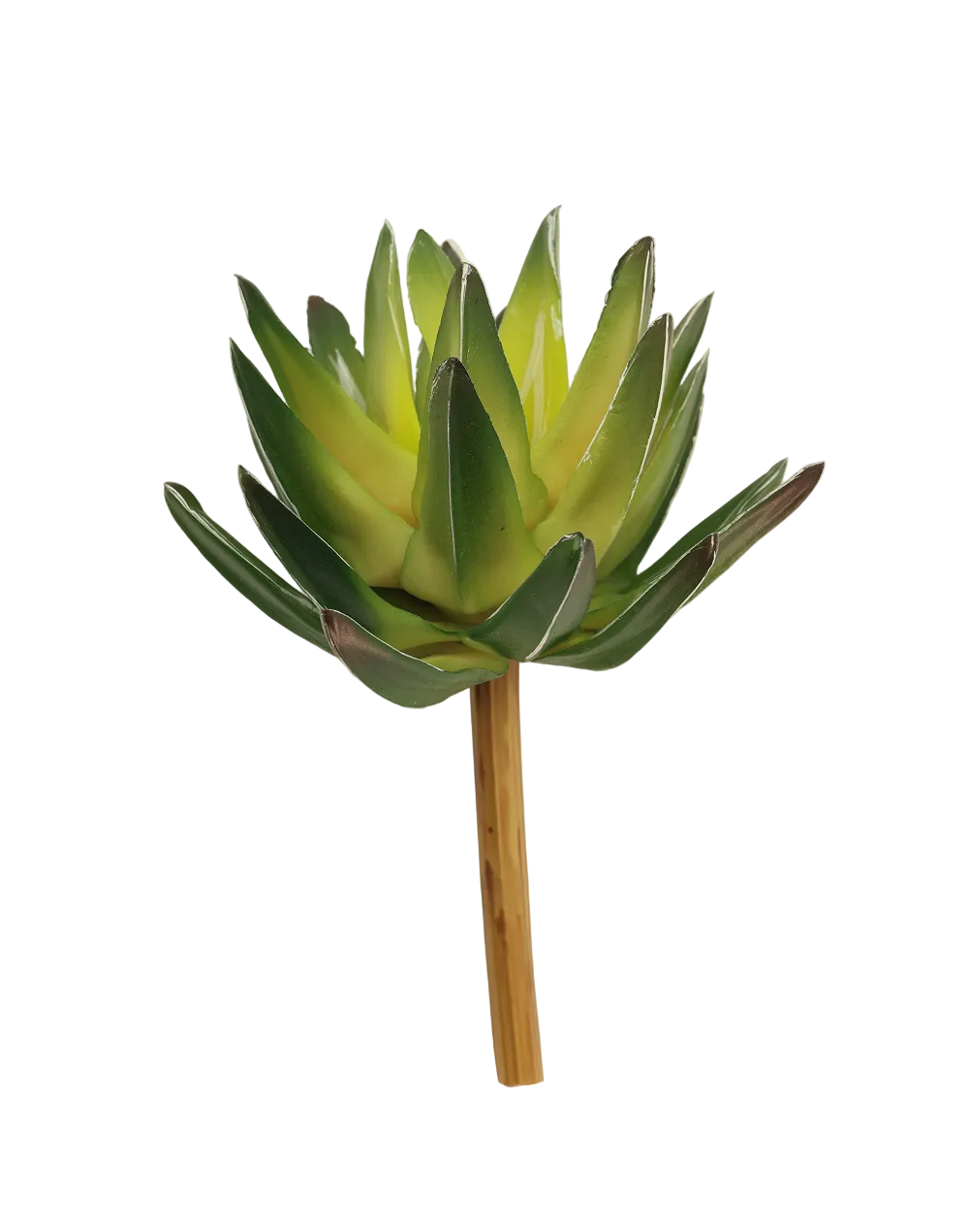 Forest Green Haworthia