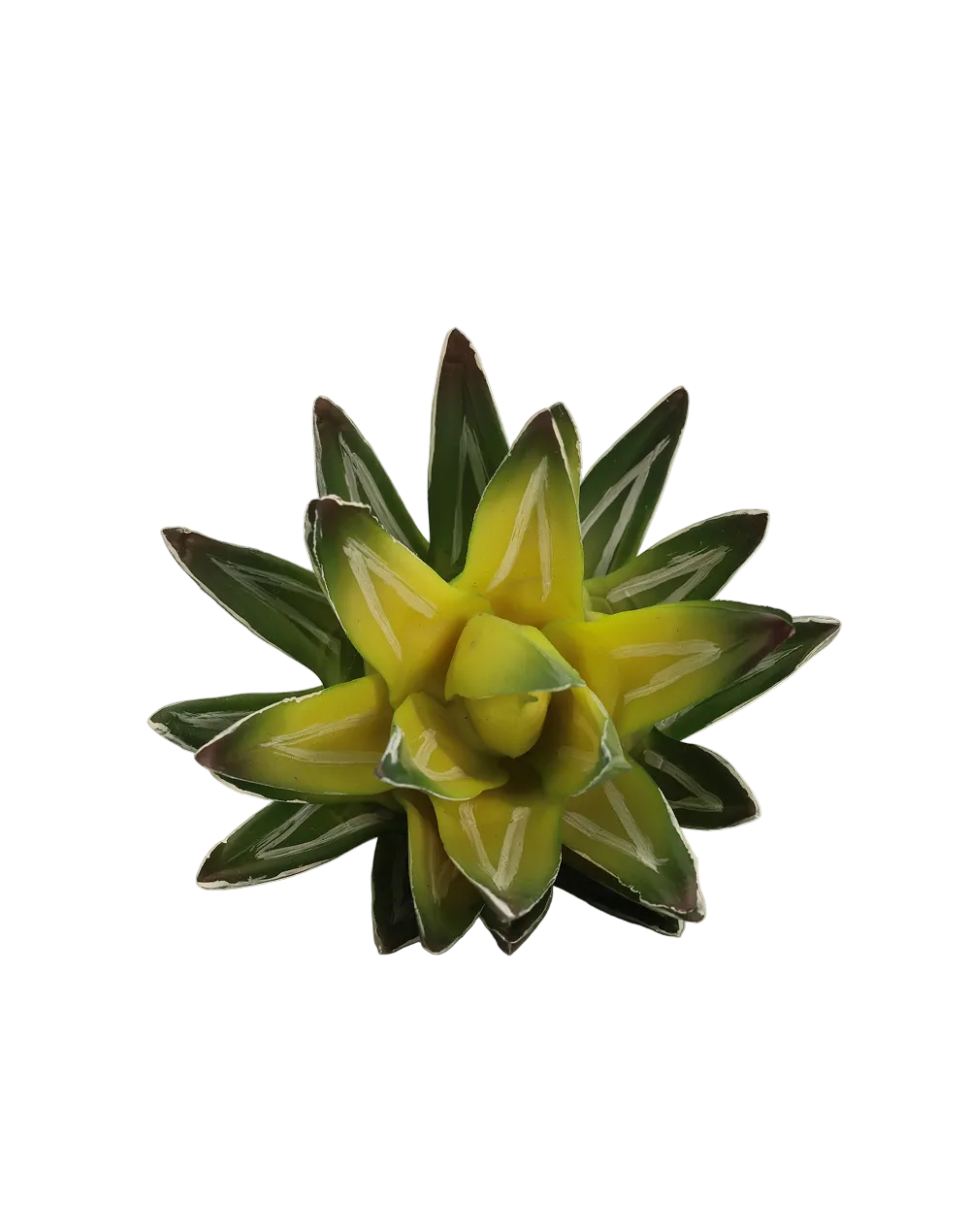 Forest Green Haworthia