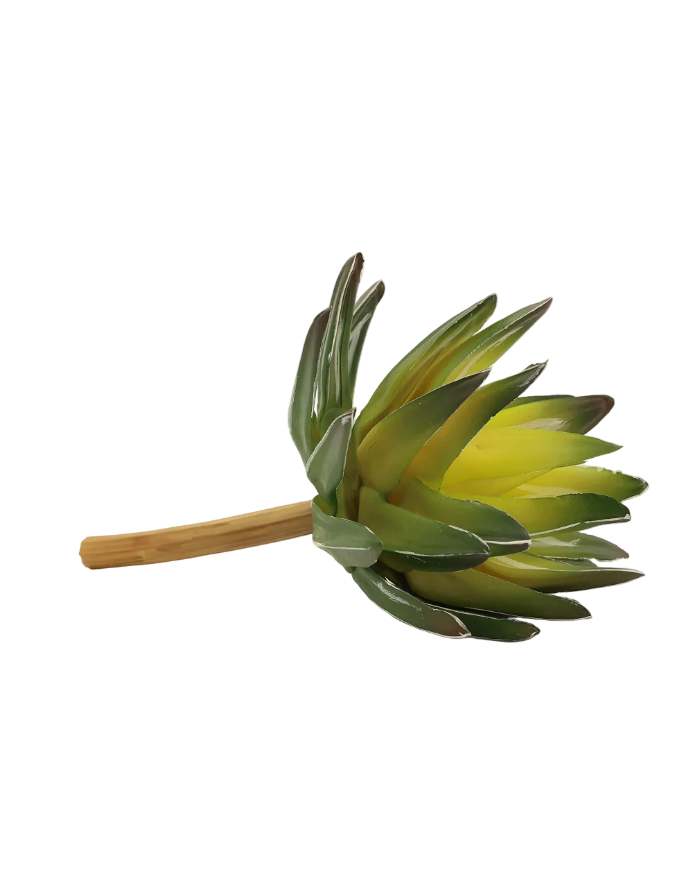 Forest Green Haworthia