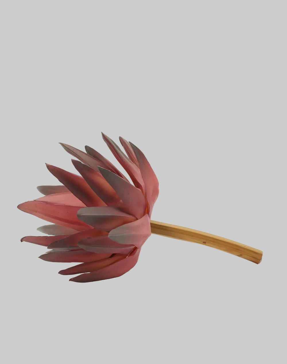 Mauve Haworthia