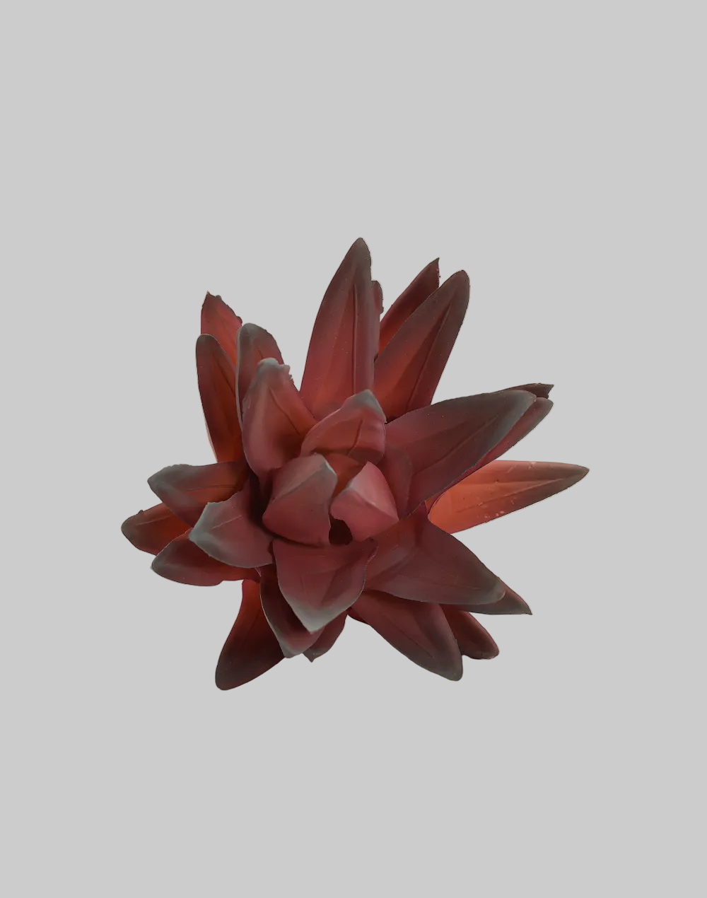 Mauve Haworthia