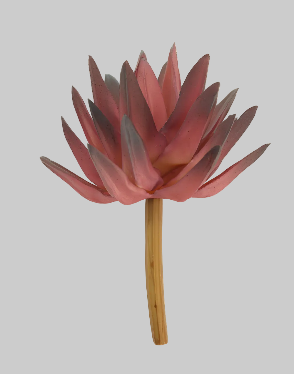 Mauve Haworthia