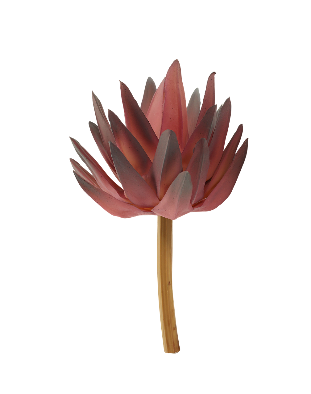Mauve Haworthia