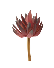 Mauve Haworthia