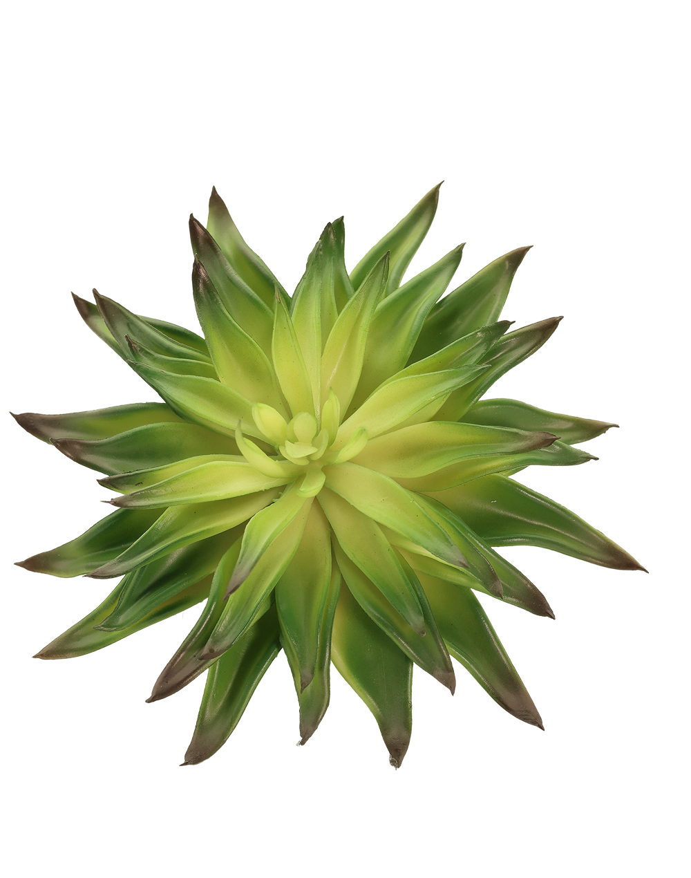 Burnt Center Agave Hybrid