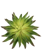 Burnt Center Agave Hybrid
