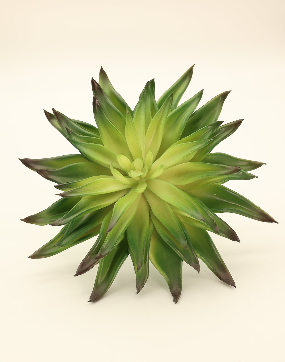 Burnt Center Agave Hybrid