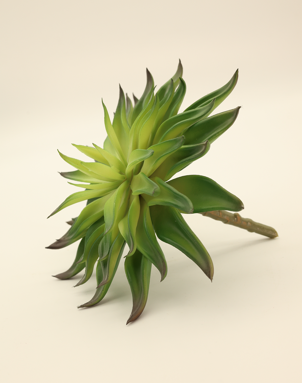 Burnt Center Agave Hybrid