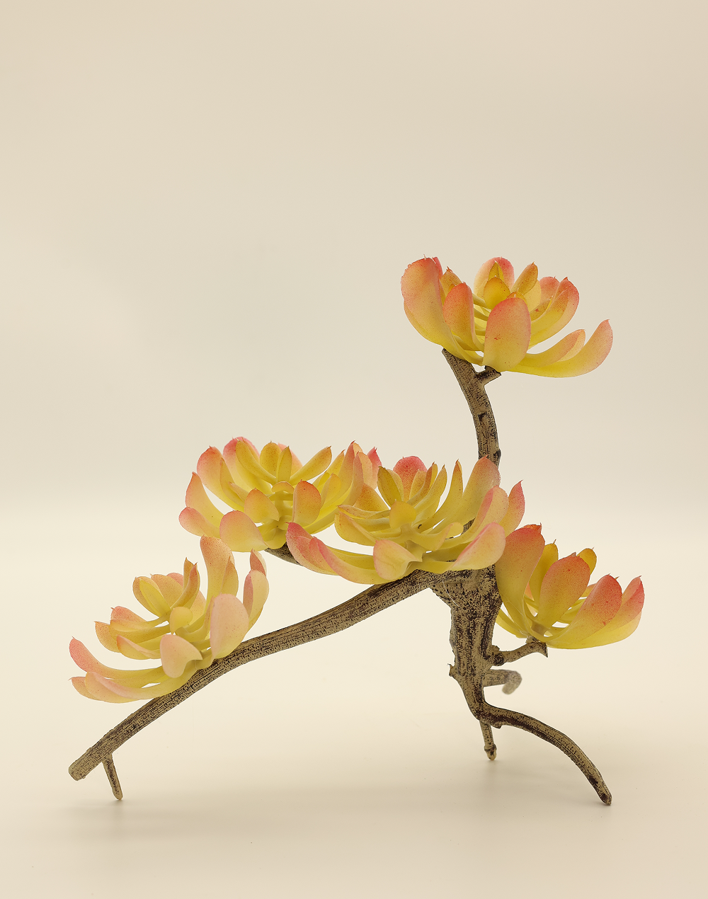 Sedum Adolphii