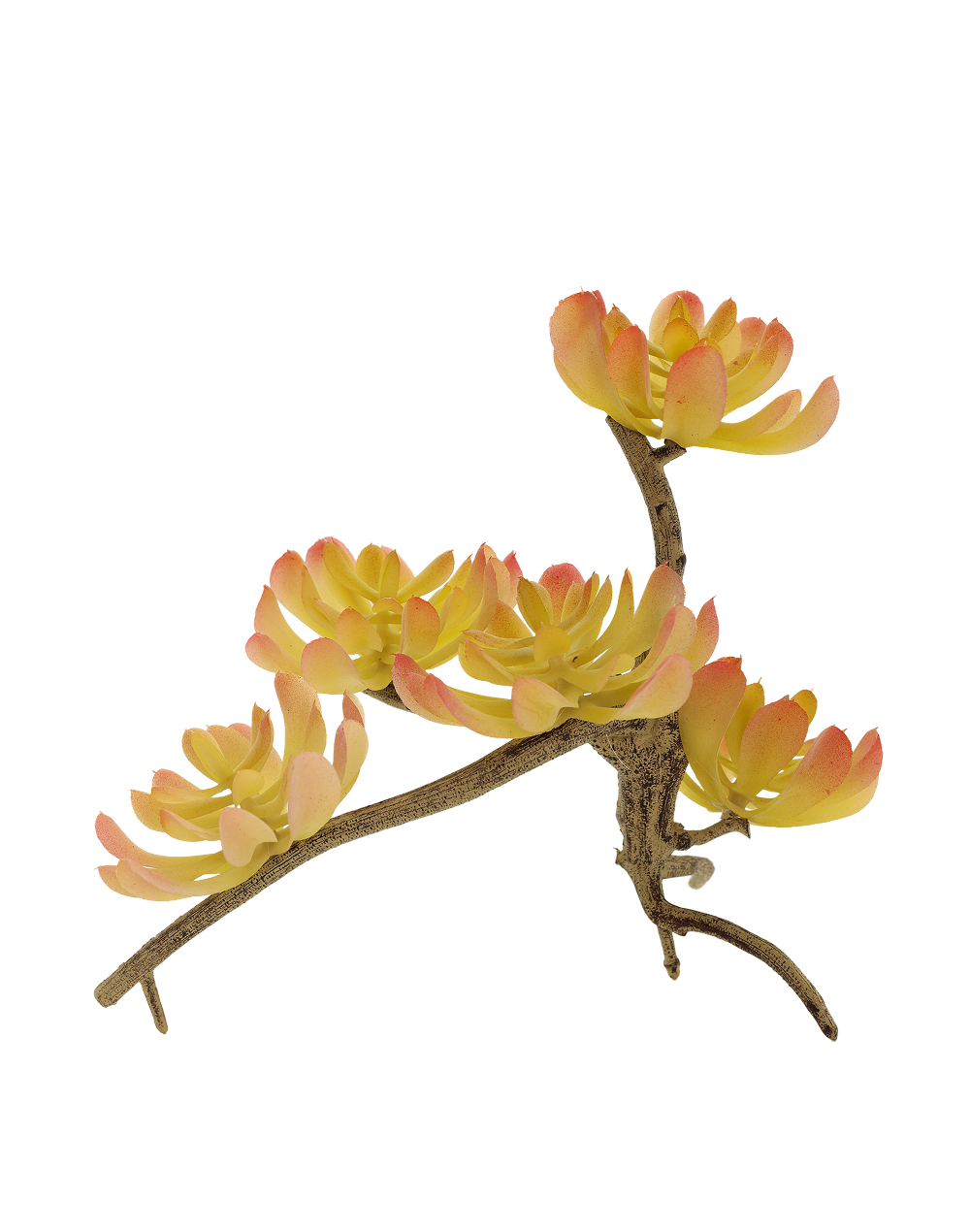 Sedum Adolphii