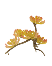 Sedum Adolphii