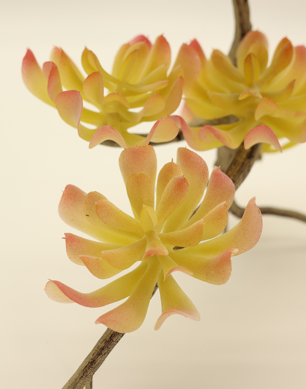 Sedum Adolphii