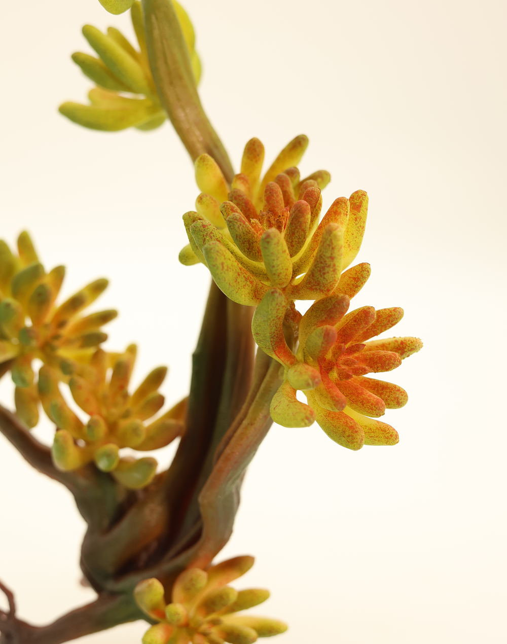 Variegated Aeonium