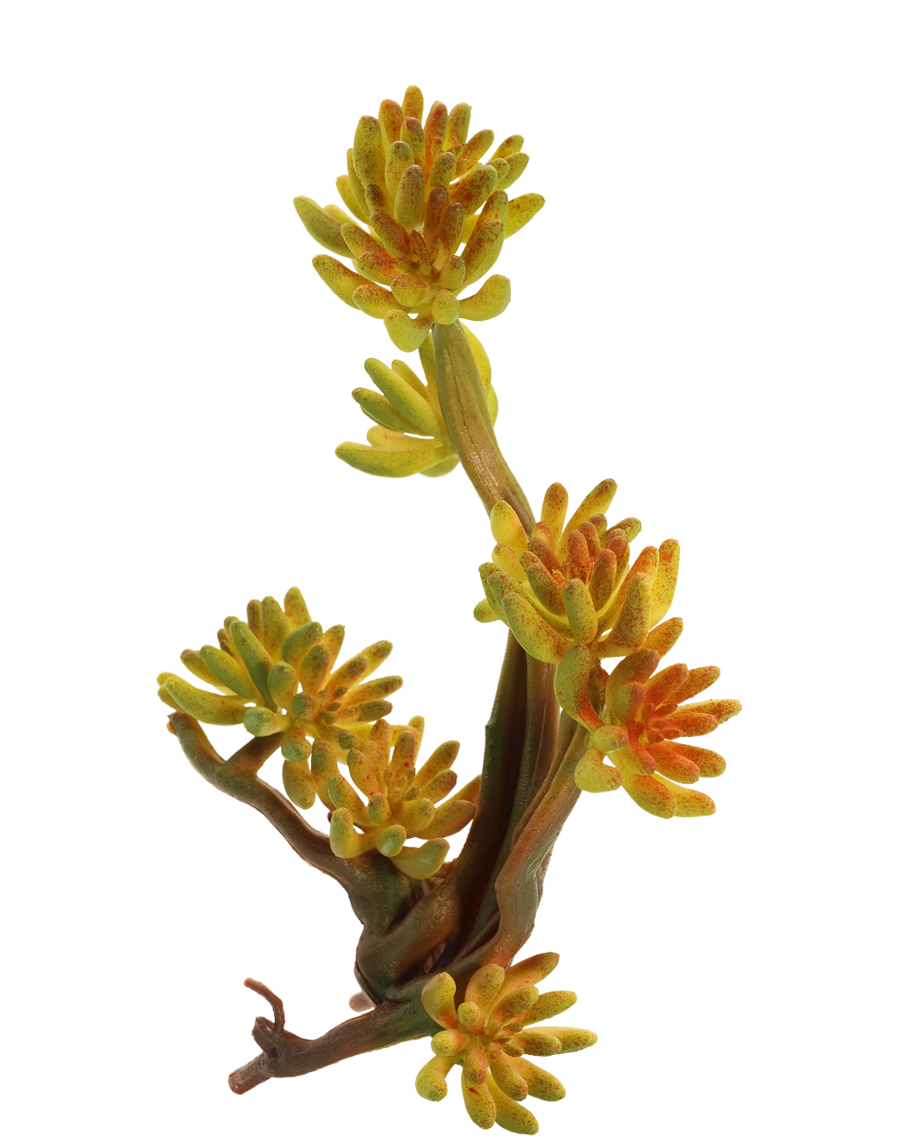 Variegated Aeonium