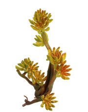 Variegated Aeonium