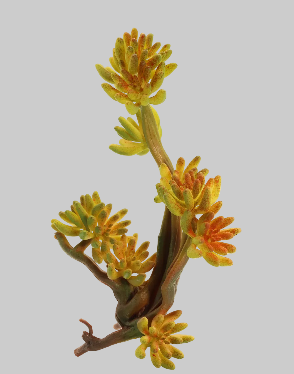 Variegated Aeonium