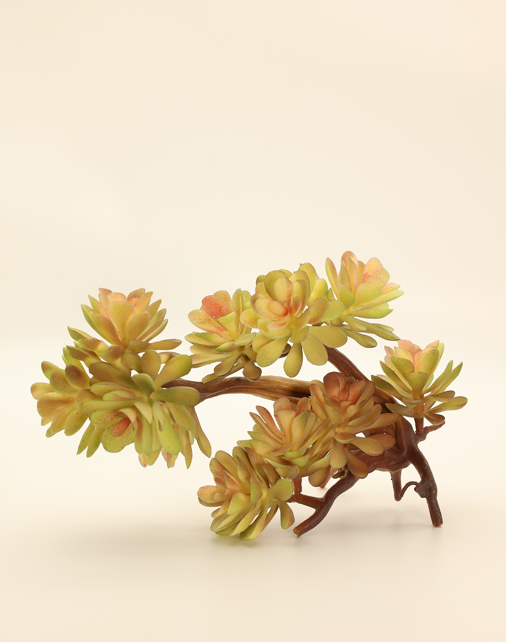 Sedum 'Francesco Baldi'