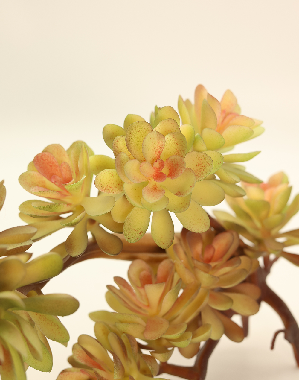 Sedum 'Francesco Baldi'