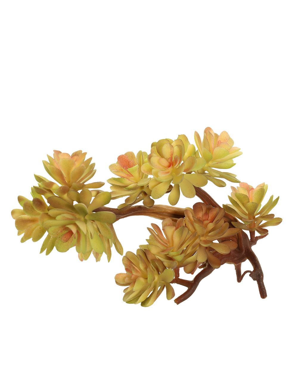Sedum 'Francesco Baldi'