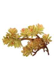 Sedum 'Francesco Baldi'