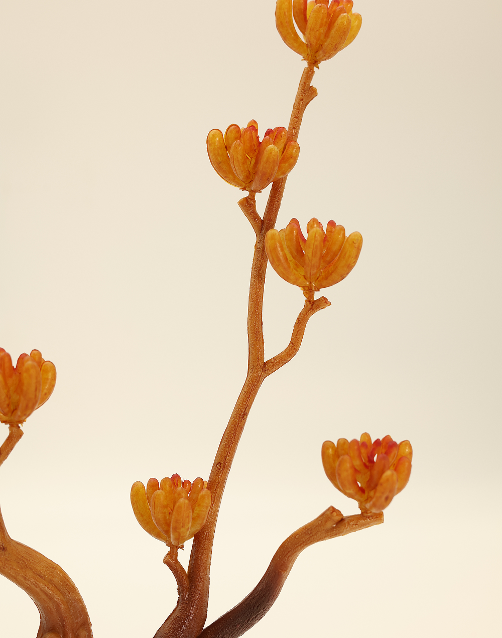 Pod Succulent