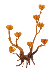 Pod Succulent