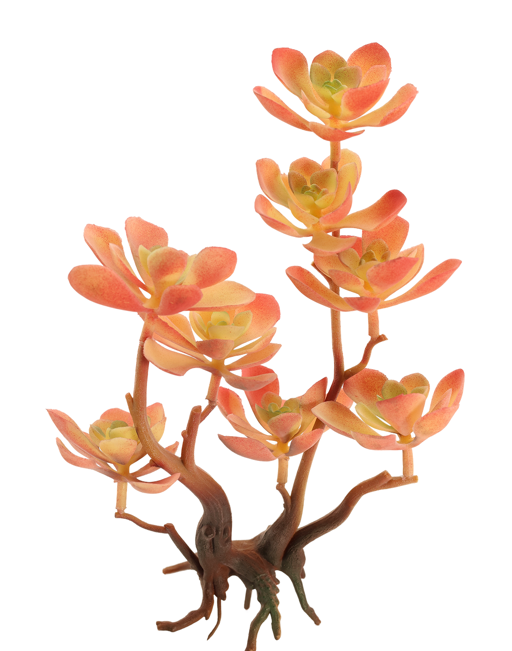 Kalanchoe Succulent