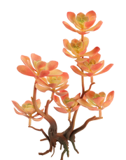 Kalanchoe Succulent