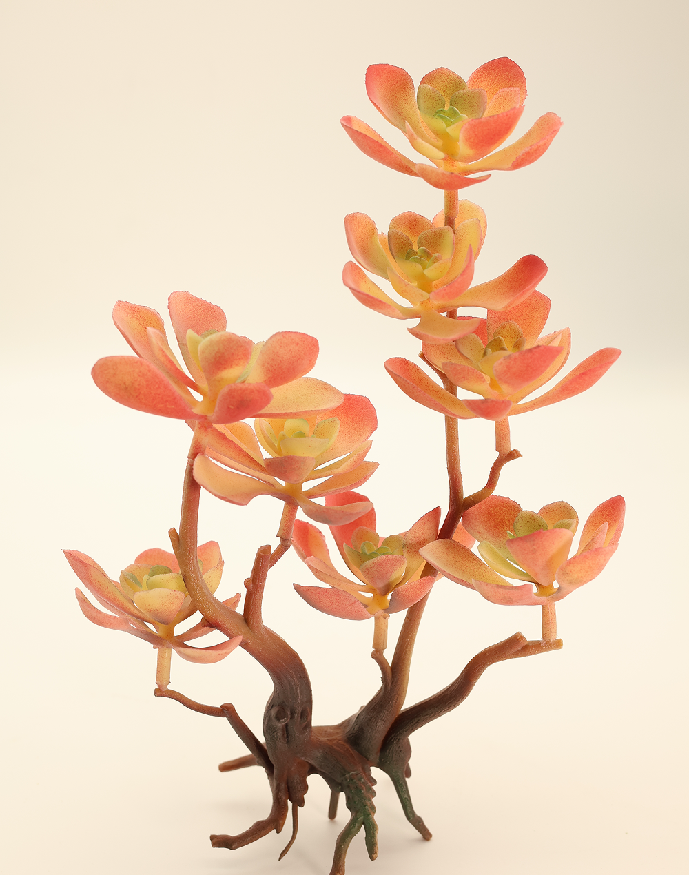 Kalanchoe Succulent
