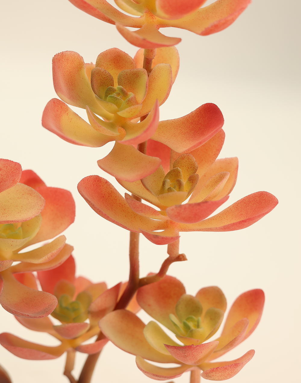 Kalanchoe Succulent