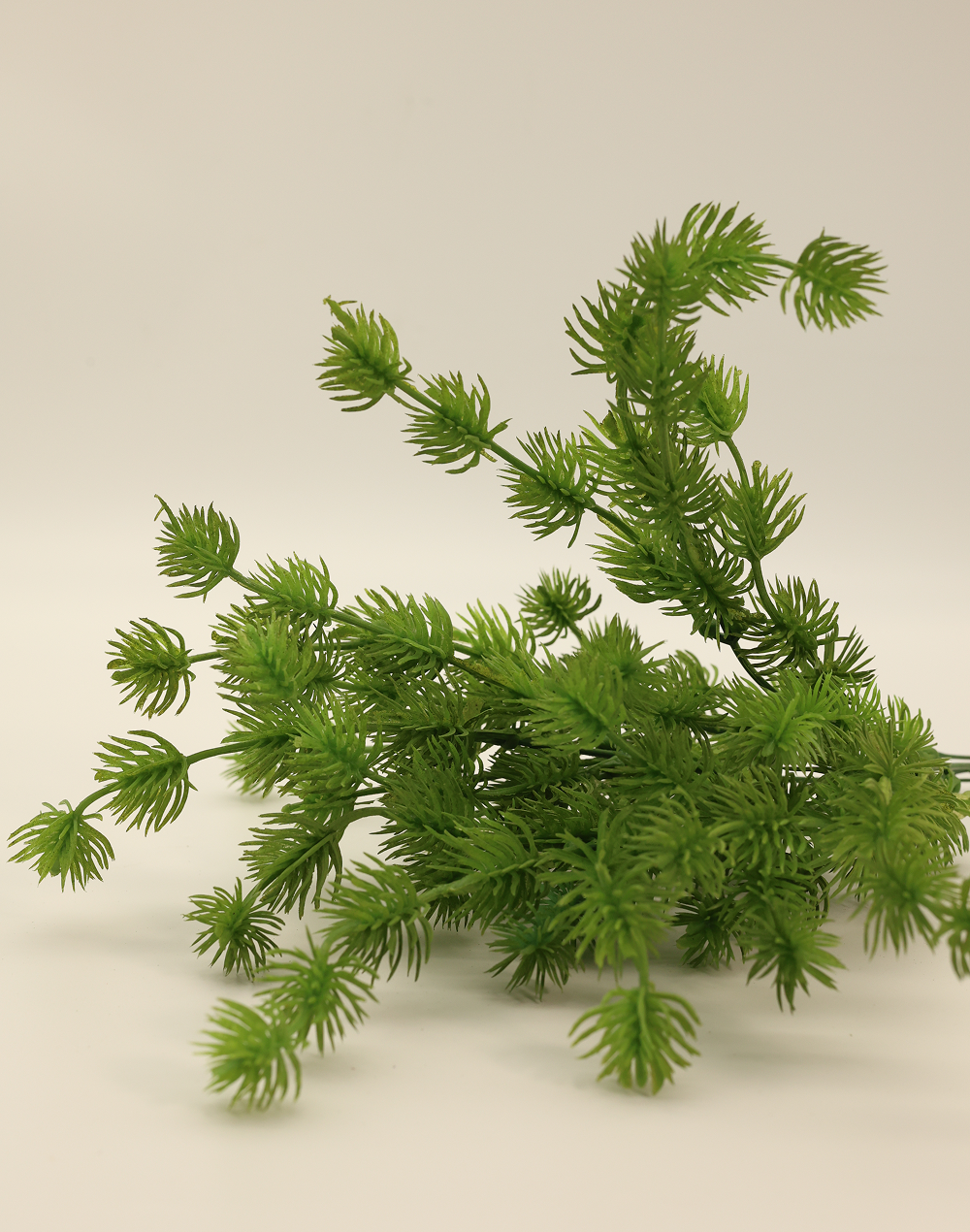 Pine Bush Green