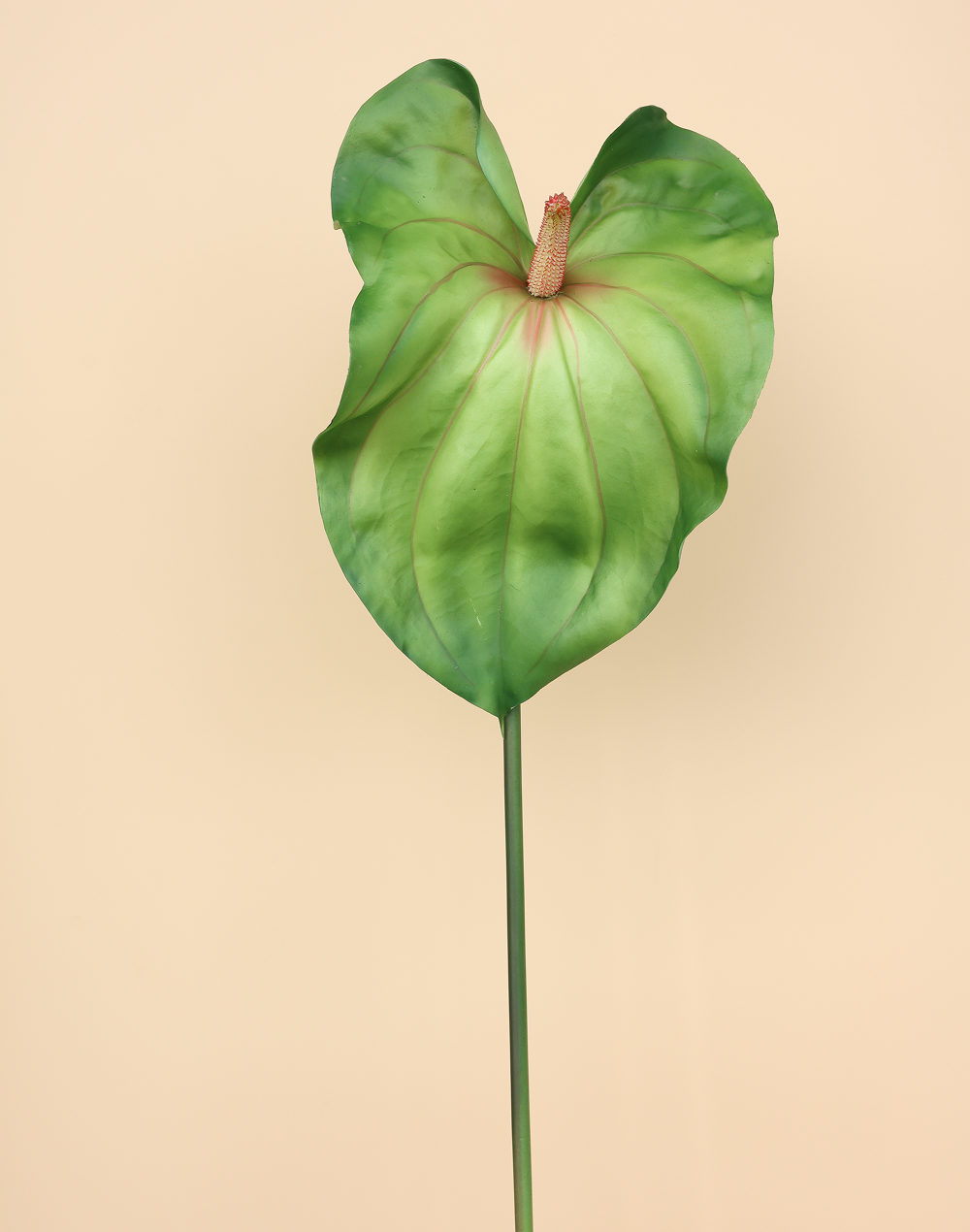 Lime Green Anthurium