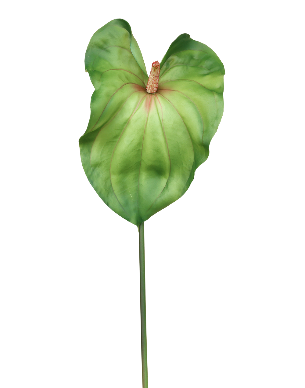 Lime Green Anthurium