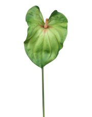 Lime Green Anthurium