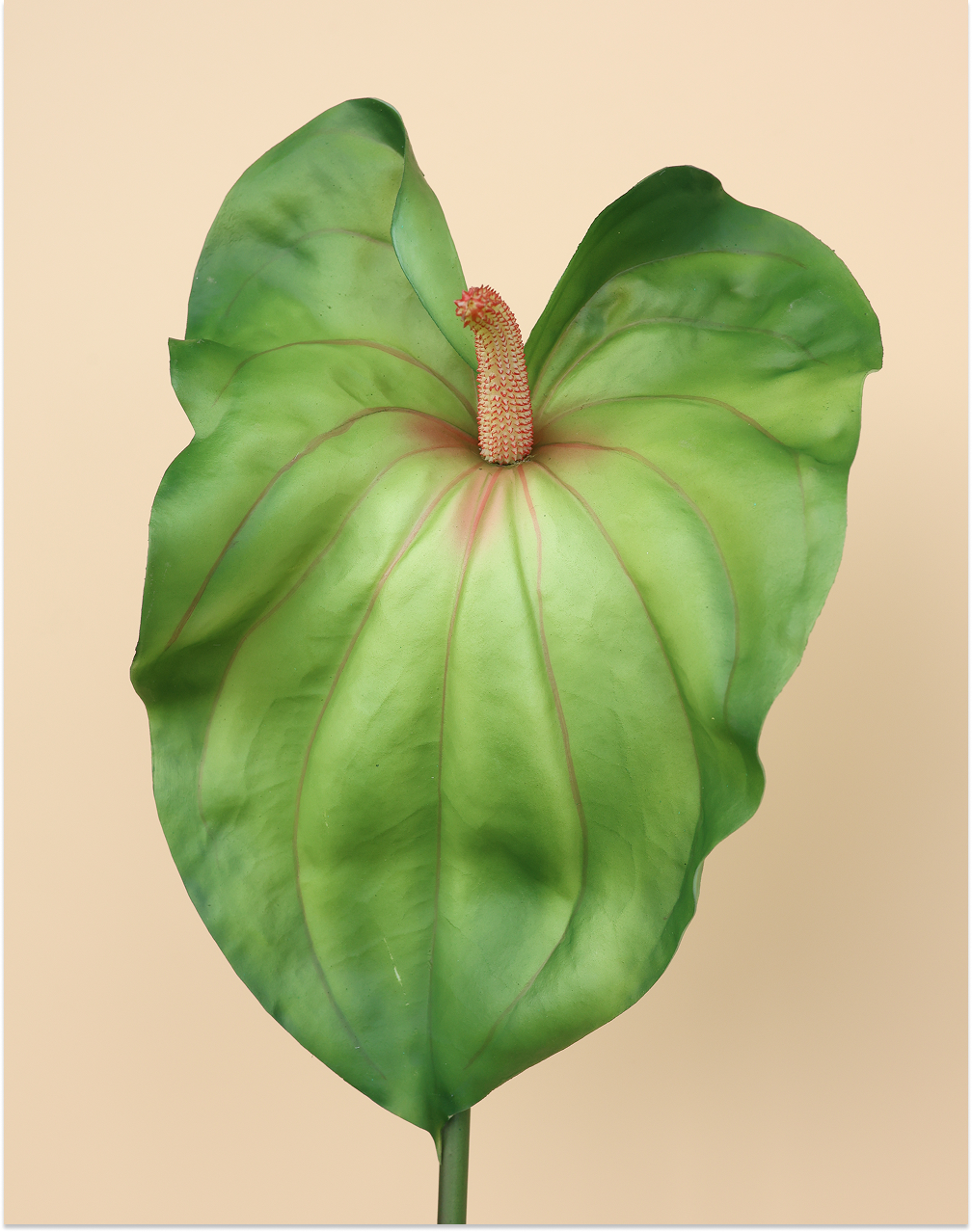 Lime Green Anthurium