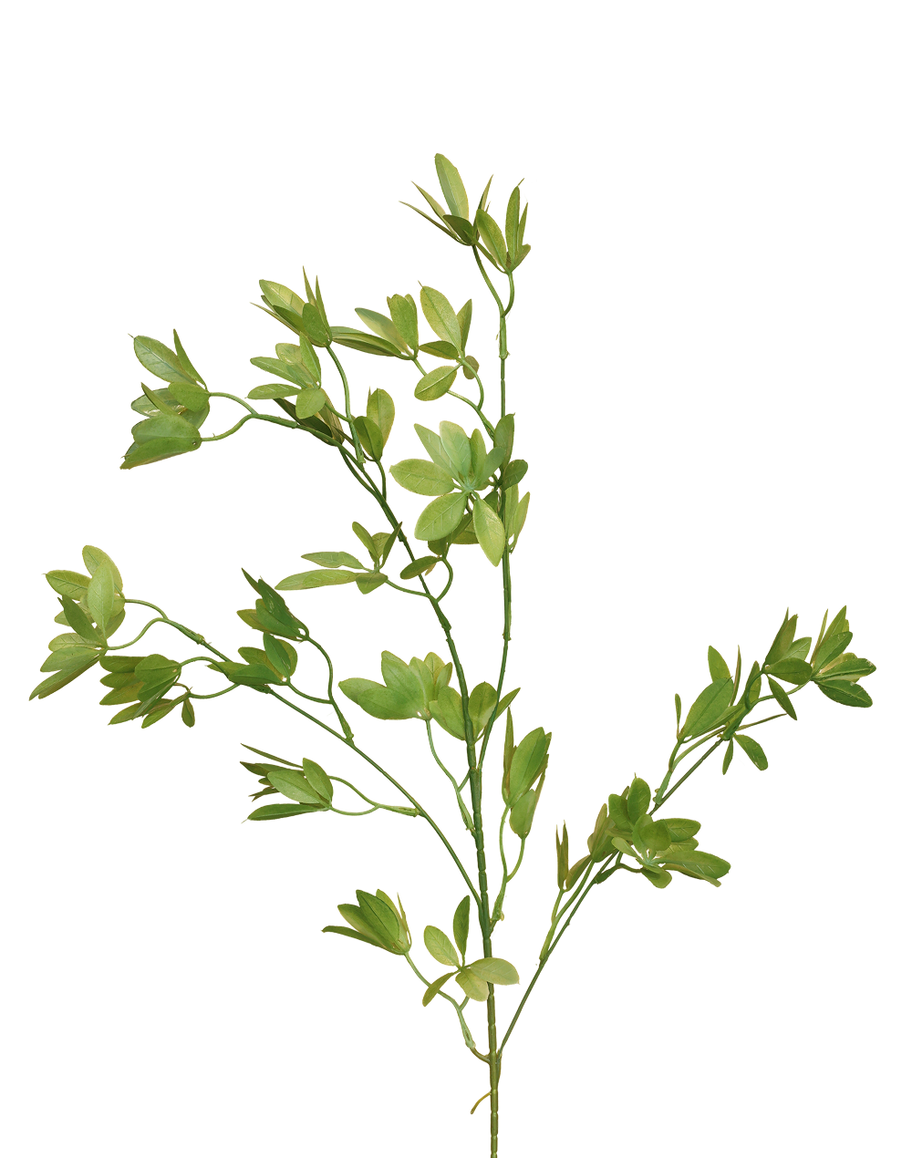 Schefflea Branch | Available in 2 Colors