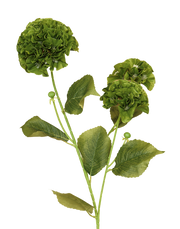 Geranium Spray | Available in 3 Colors