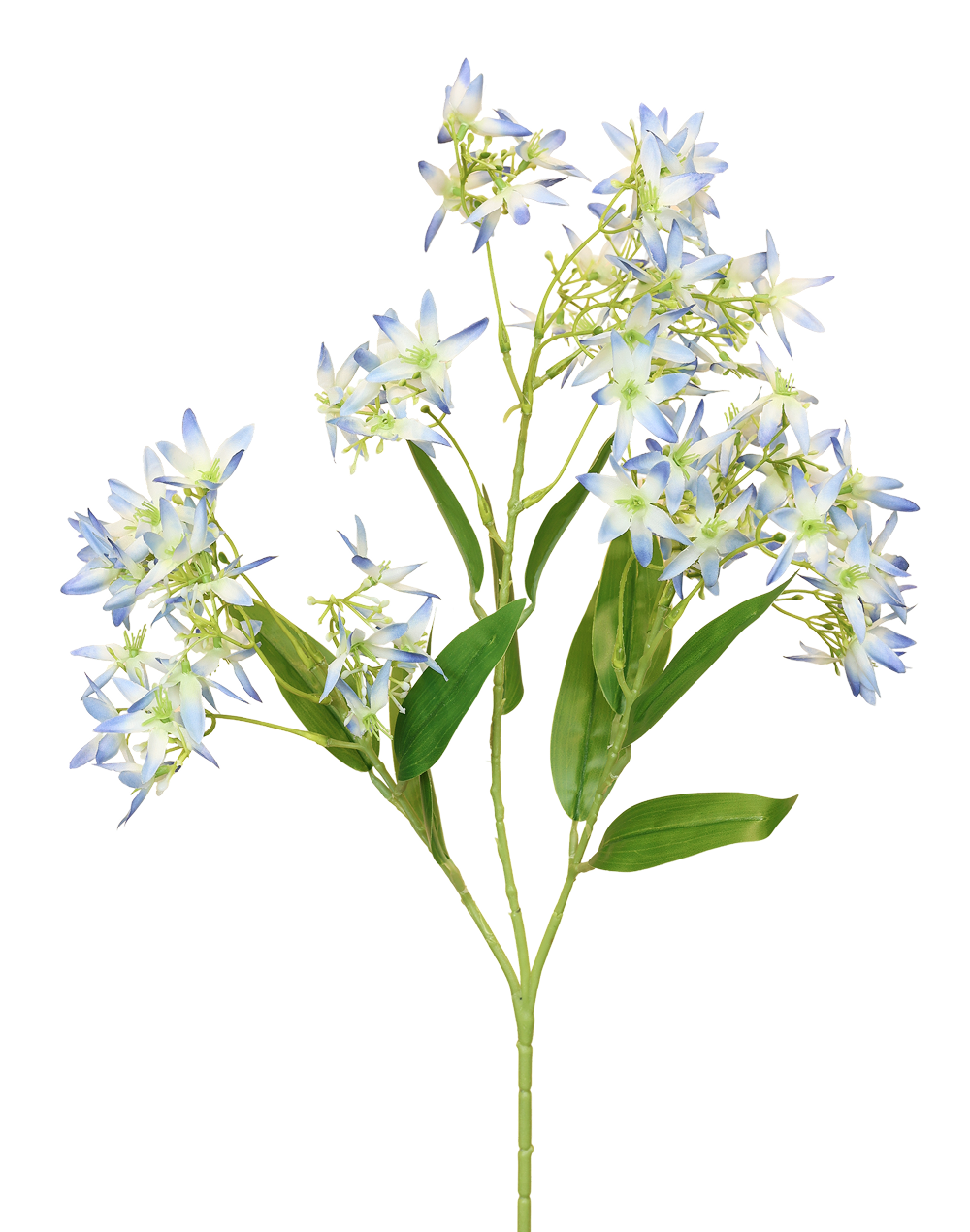 Star-Jasmine | Available in 3 Colors