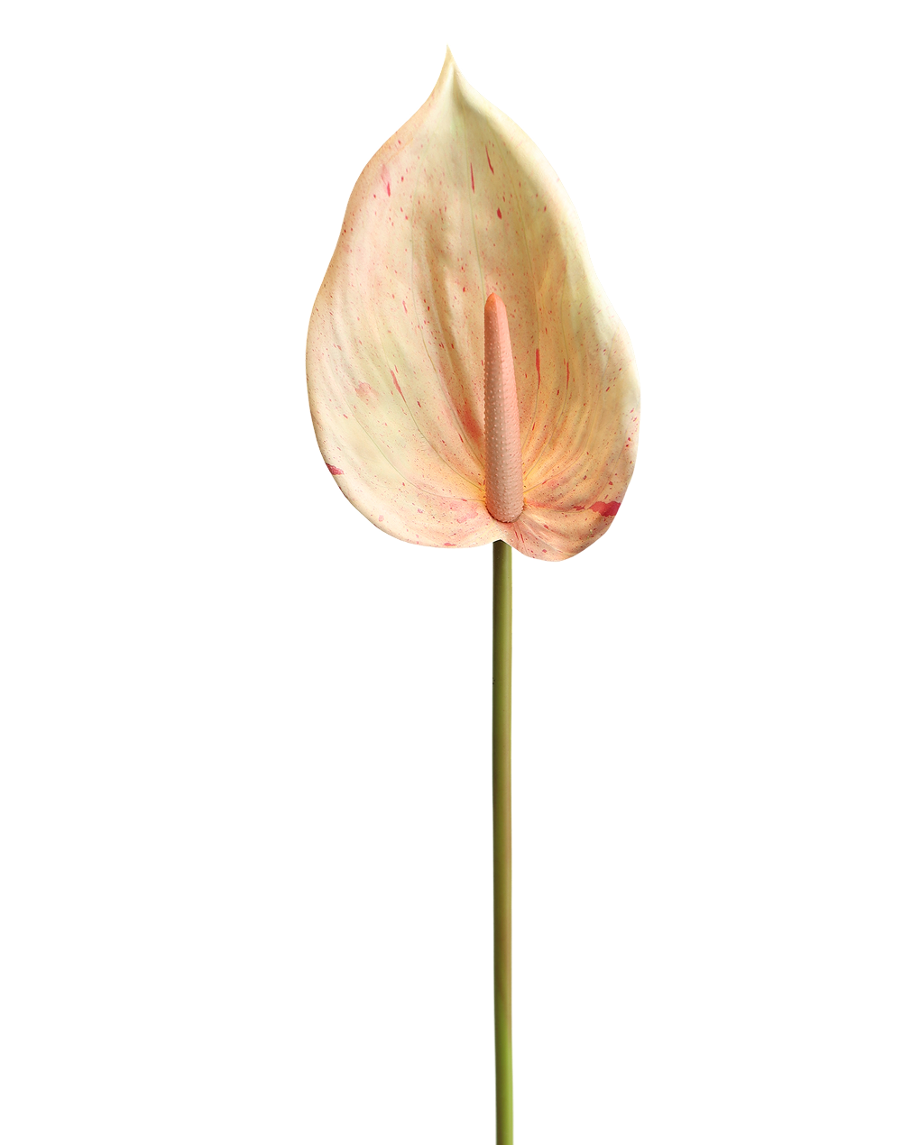 Anthurium Real Look | Available in 7 Colors