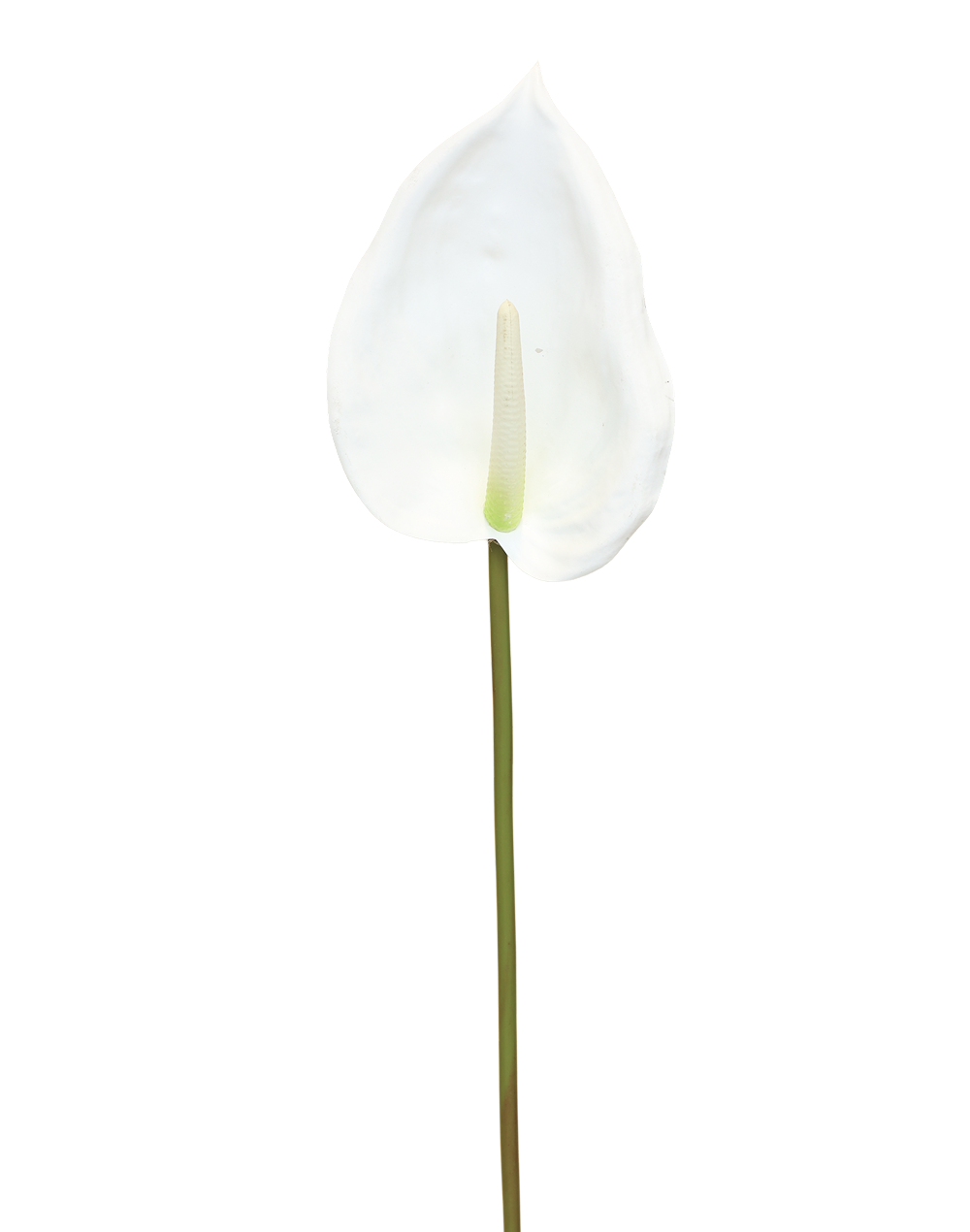 Anthurium Real Look | Available in 7 Colors
