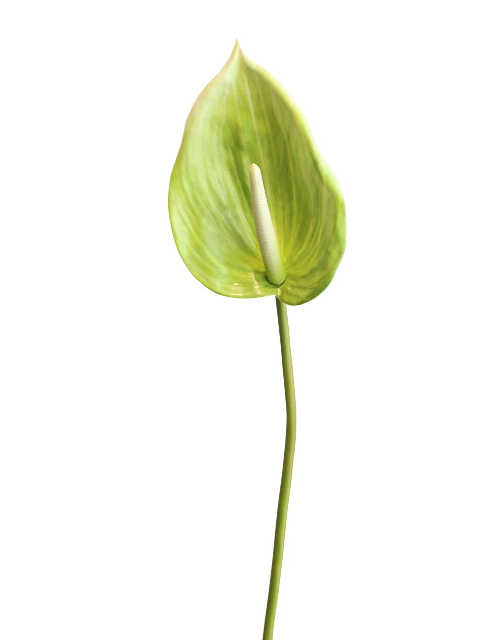 Anthurium Real Look | Available in 7 Colors
