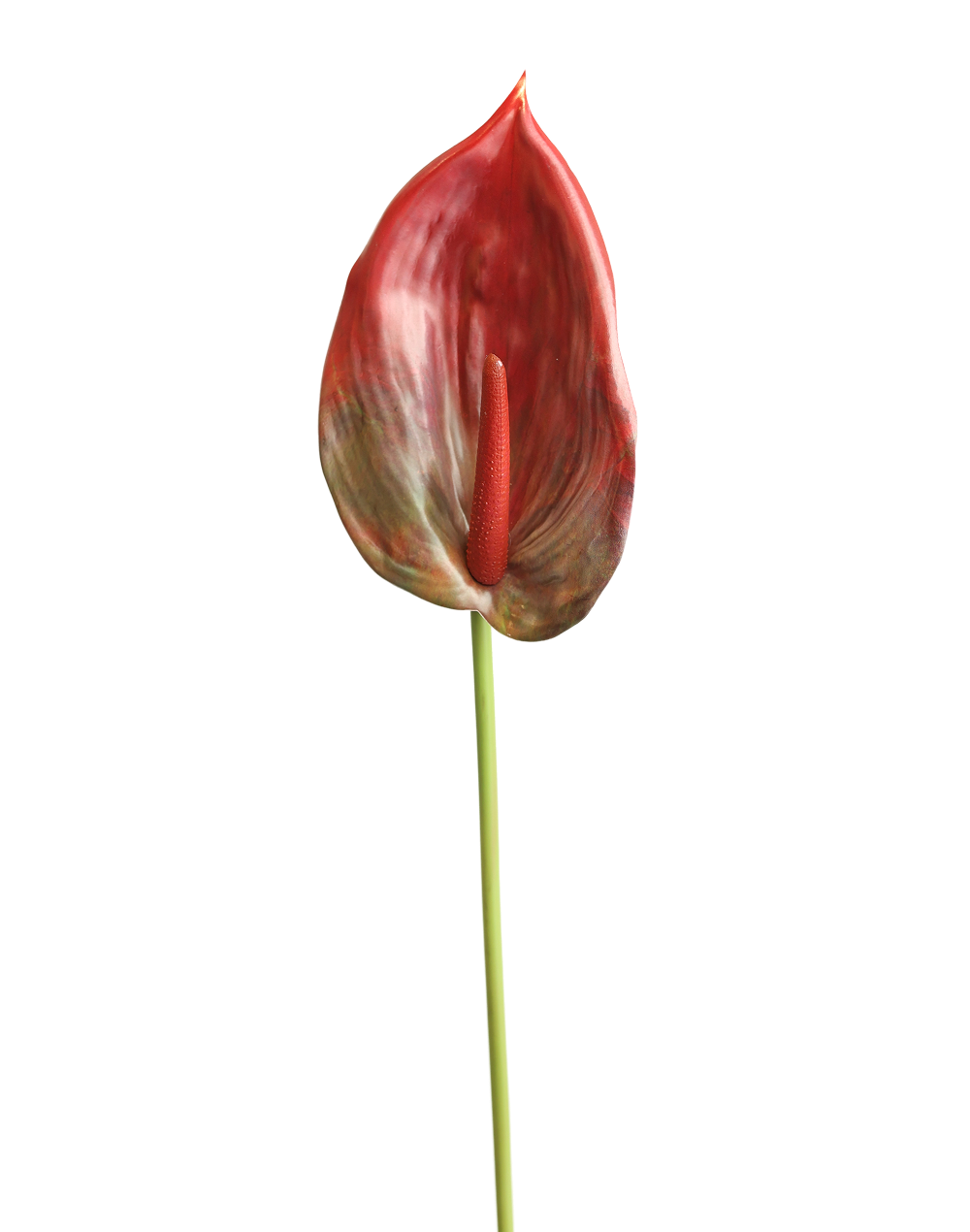 Anthurium Real Look | Available in 7 Colors