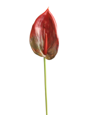 Anthurium Real Look | Available in 7 Colors