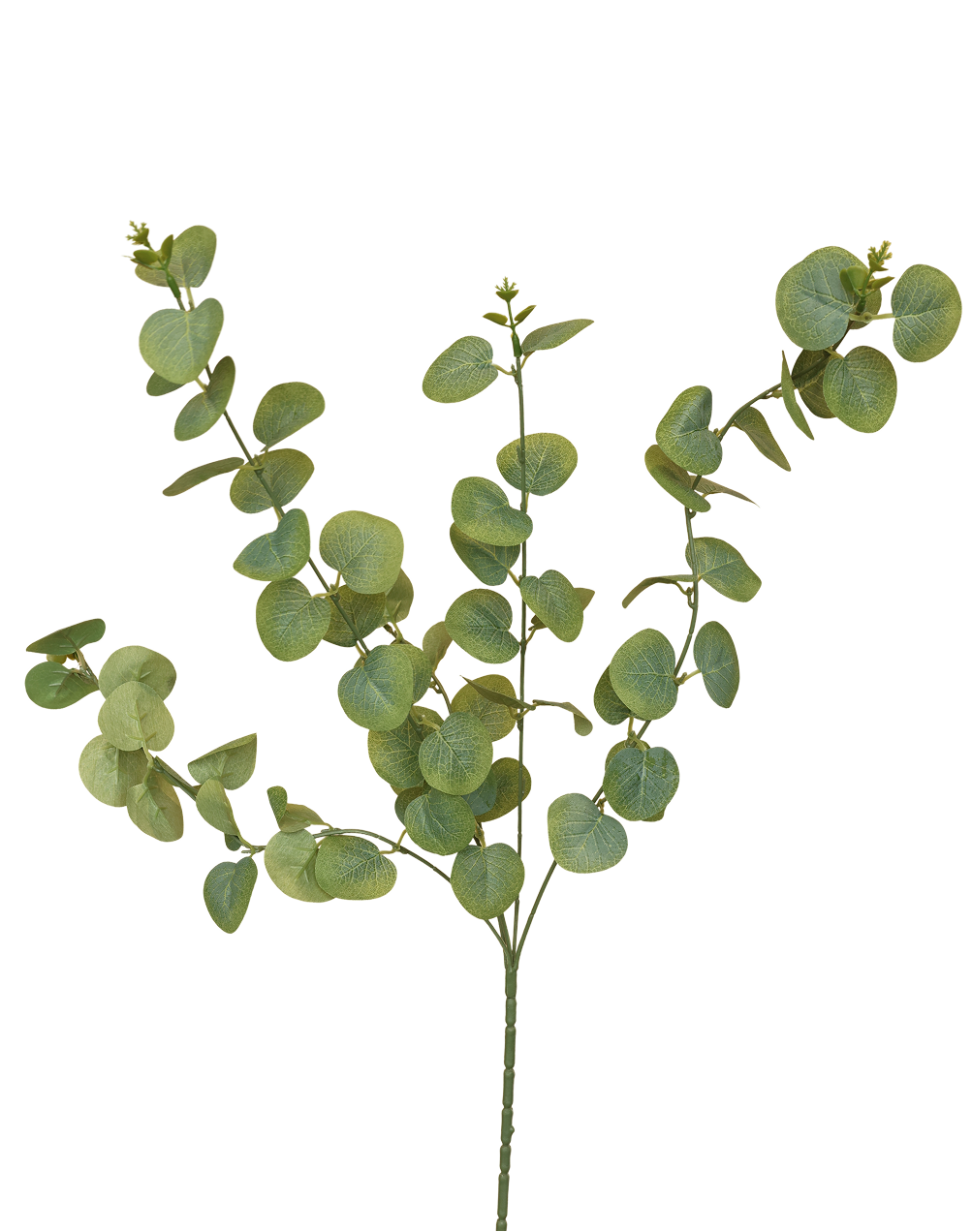 Eucalyptus Spray Green