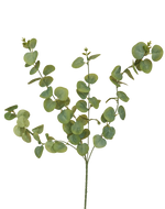 Eucalyptus Spray Green