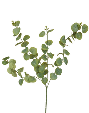 Eucalyptus Spray Green