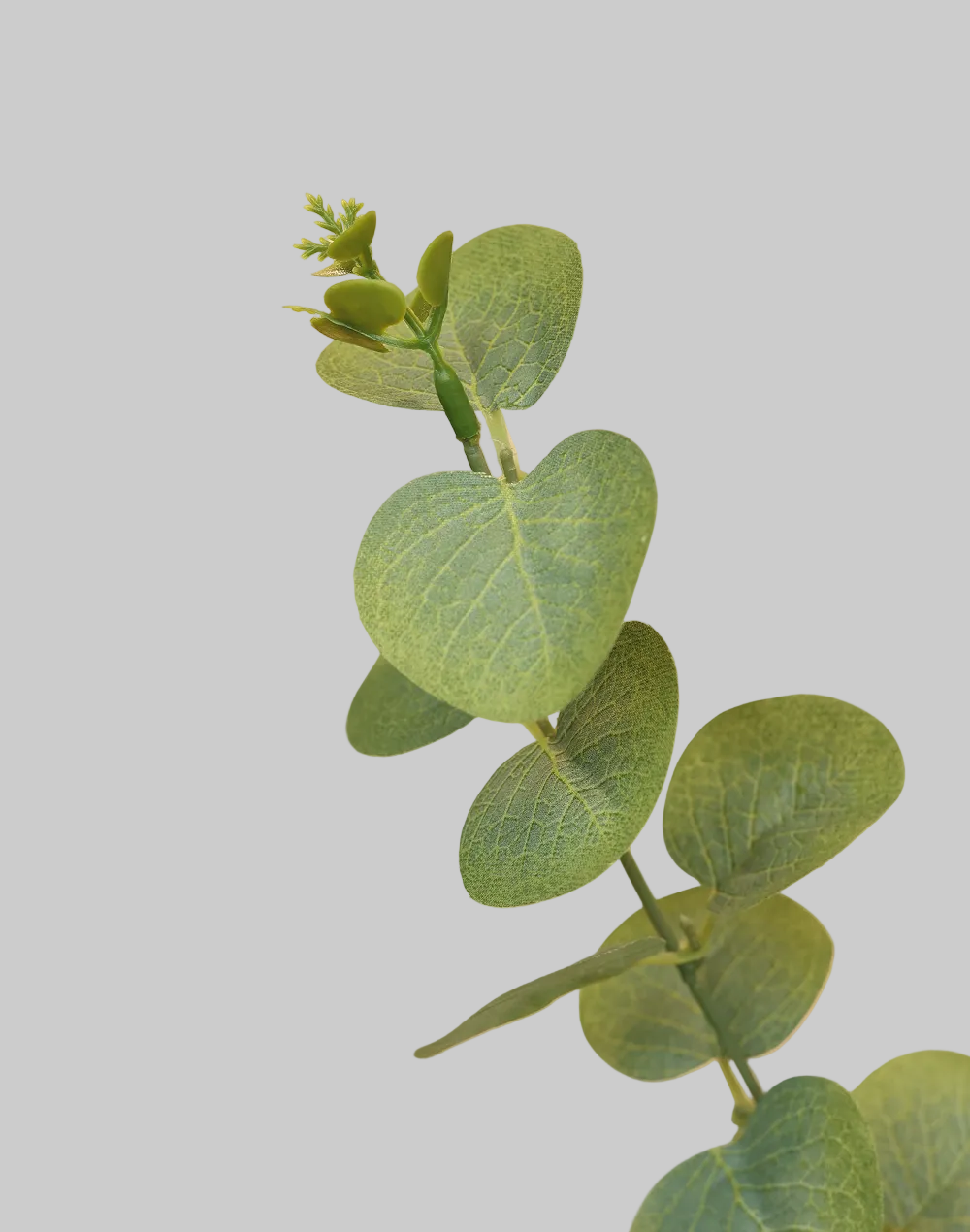 Eucalyptus Spray Green