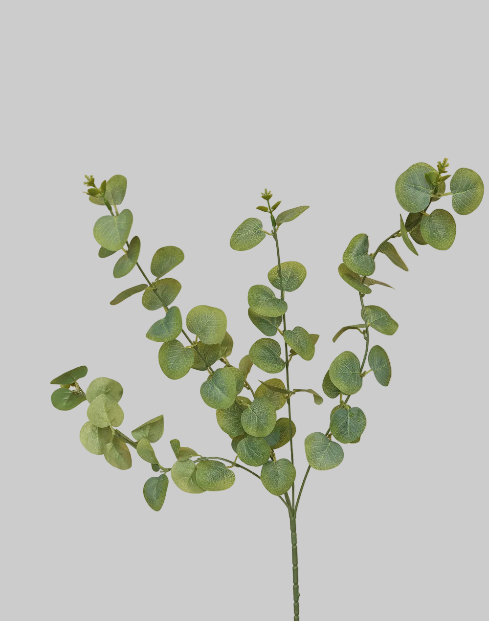 Eucalyptus Spray Green